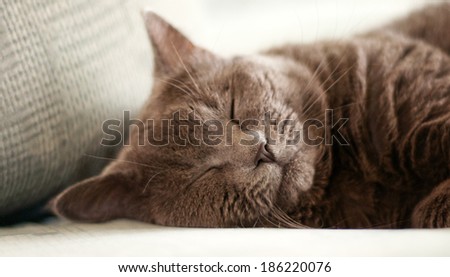 British blue shorthair tomcat sleeping on the couch