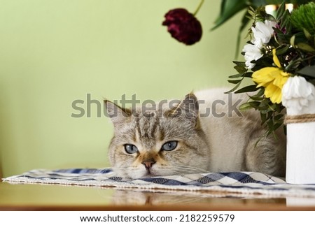 Similar – Image, Stock Photo The young tomcat still loved the danger, he especially liked to turn headfirst on the pitch of the roof.