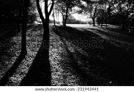 Black and white image of long shadows of trees in sunny autumn day