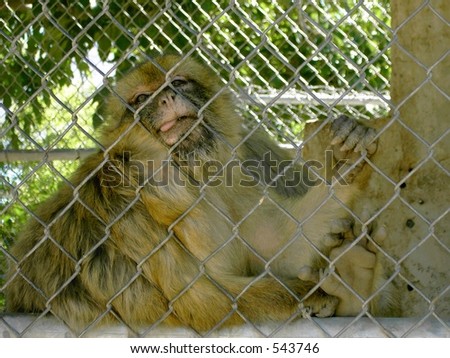 monkey behaving badly, sticking out tongue
