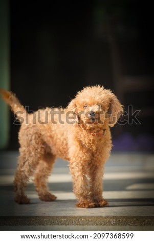 brown poodle stand on ghe floorr with dramatic tone, select focus eye Imagine de stoc © 