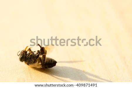 Similar – Image, Stock Photo Dead bee in spider web between lavender flowers