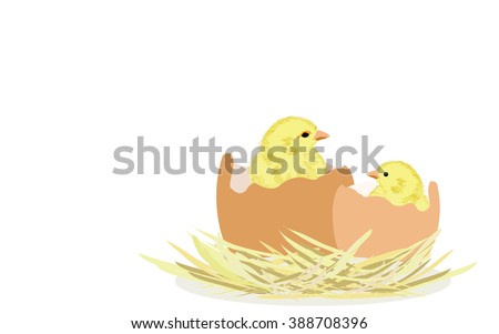 Newborn chicks in eggs