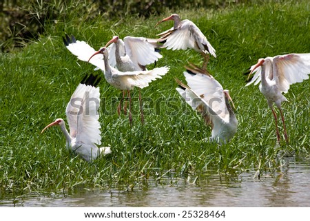 Flock of White Ibis taking off.