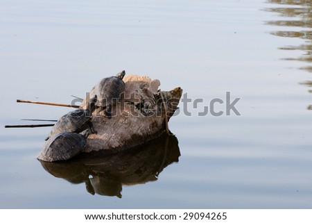 Three turtles resting on a log.