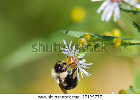 A bumblebee extracting pollen from a white flower.