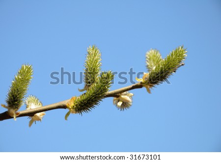 The small spring buds on the alder-tree with the clear blue sky background