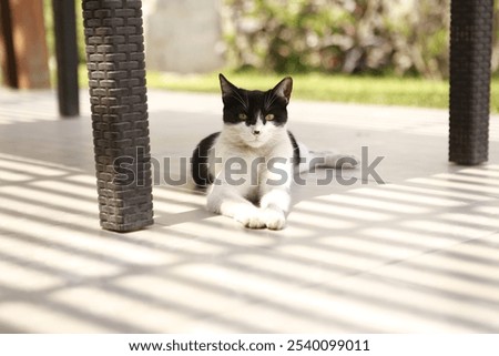 Similar – Image, Stock Photo curious tuxedo maine coon kitten  on yellow background