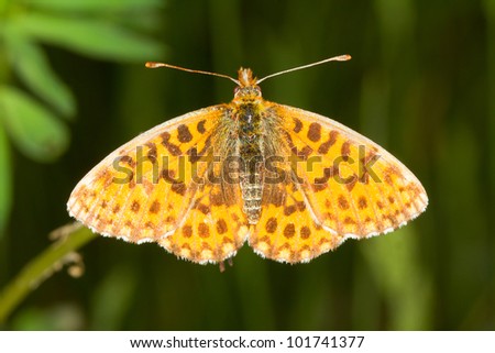 Weaver\'s Fritillary butterfly close-up  /  Boloria dia