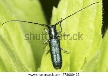 Agapanthia violacea / flat-faced longhorn beetle in natural habitat
