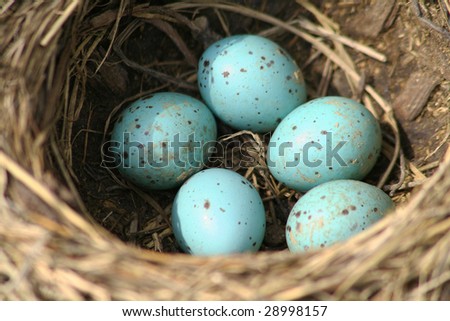 Song Thrush Nest Eggs / Turdus Philomelos Stock Photo 28998157 ...