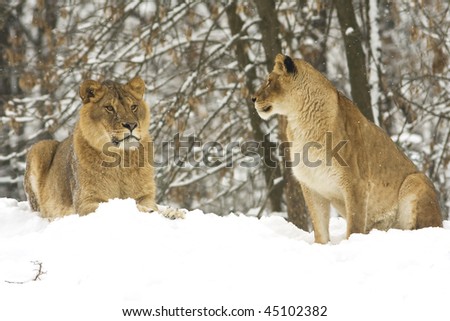 a pair of lion on snow in a winter scene