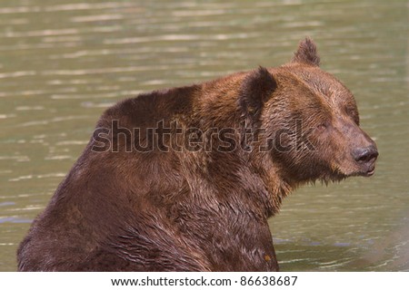 brown bear in water / Ursus arctos