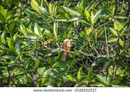 Similar – Image, Stock Photo Kingfisher waiting for prey