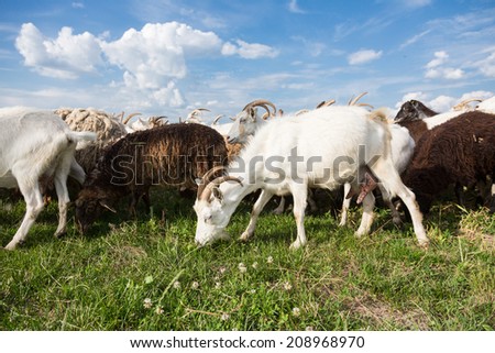 Herd of farm goats  on a pasture