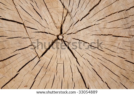 Dry wood annual circles