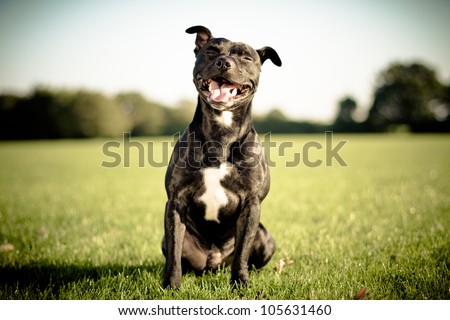 happy black bull terrier