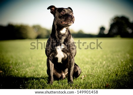 happy black bull terrier