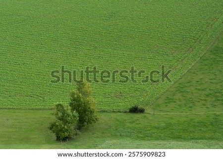 Similar – Foto Bild Weide mit zwei Bäumen vor Berg