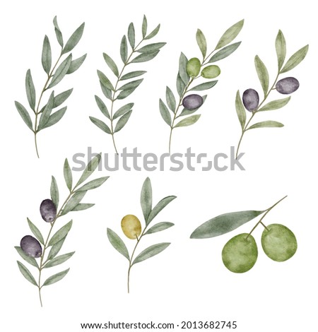 Watercolor olive leaf Botanical collection natural elements on white background illustration vector