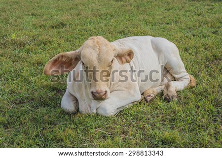 Thailand cow