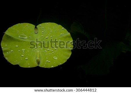 Isolate black back ,Drops of water on a lotus leaf