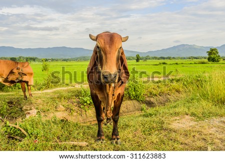 cow in the rice field at northern Thailand