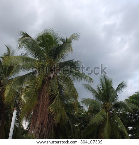 The coconut trees with the rainy cloud in the park of Thailand