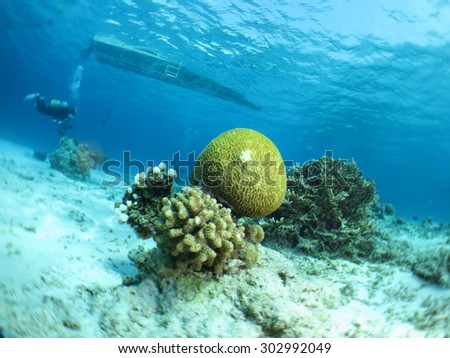 Coral colony with boat , scuba diving Okinawa,Japan