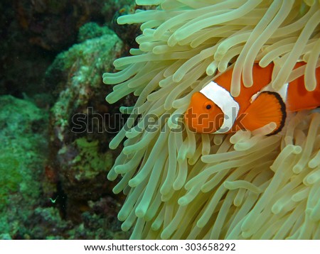 Cute clown fish in sea anemone in Okinawa Aguni island Japan