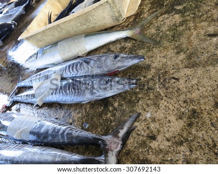 Tropical fish (Barracuda) sold at fish market in Okinawa