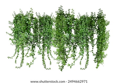 Similar – Image, Stock Photo Fern heart Nature Plant