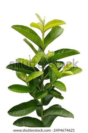 Similar – Image, Stock Photo green fern leaves on a wooden walkway above a brook