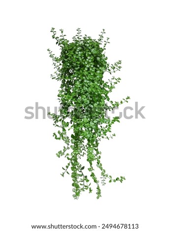 Similar – Image, Stock Photo Fern heart Nature Plant