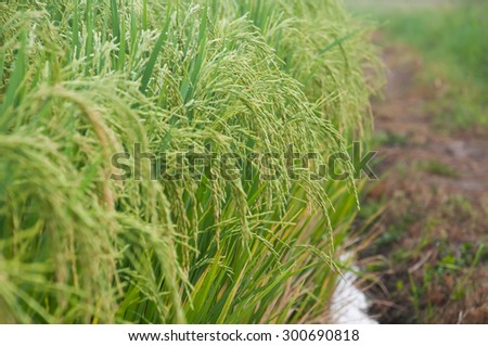 Rice panicle at milk stage in rice field