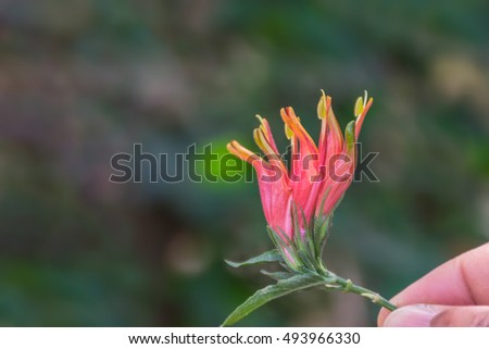 Free Acanthaceae Photos
