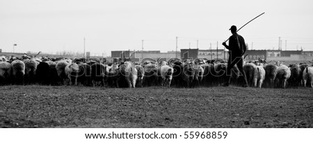 Shepherd with his sheeps on pasture land-black and white