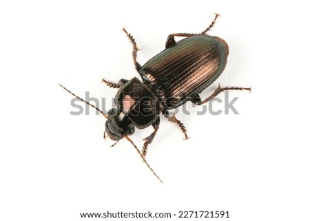 Similar – Image, Stock Photo Bark beetle Bark-beetle