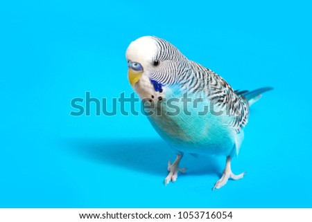 Similar – Image, Stock Photo Close-up of a parakeet inside the cage