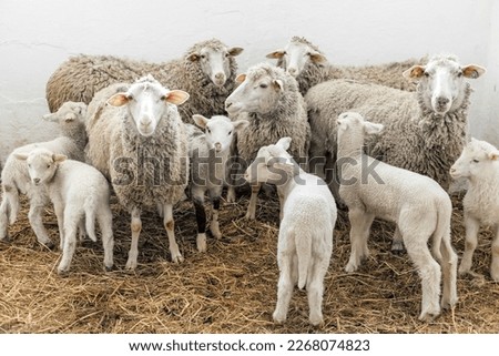 Similar – Image, Stock Photo Flock of sheep, closely packed together