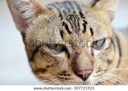 Close-up view of cat\'s eye (Selective focus - Animal lover background)
