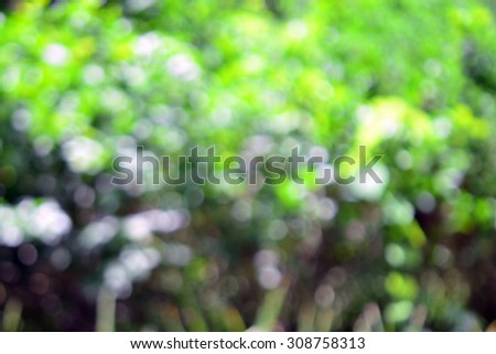 Abstract nice background of blurred tree with beautiful lens effect (De-focus photo)