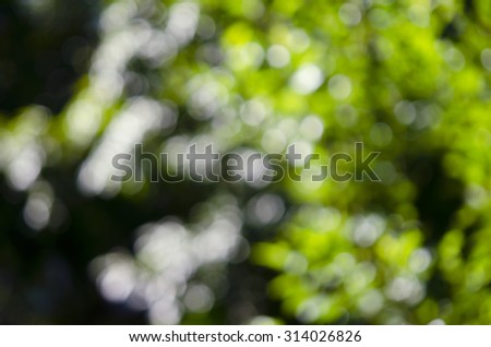 Abstract blurred background of tree, sky, light and sun shade in my garden