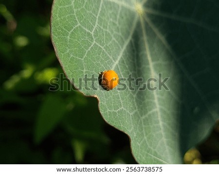 Similar – Image, Stock Photo The ladybug crawls on velvety red leaves of red-headed knapweed