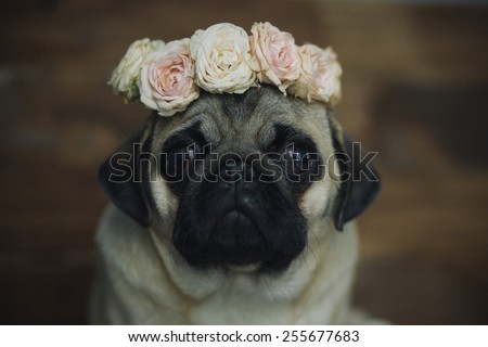 Ã�Â¡ute pug puppy face in a wreath of flowers closeup