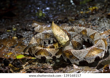 Hundred-pace pit viper (Chinese Moccasin) which is a sacred animal among Taiwanese aborigines
