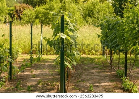 Similar – Image, Stock Photo Even rows of vineyard in valley in fine weather
