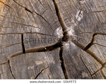 Stock macro photo of the texture of tree rings, useful as a layer mask or abstract background.