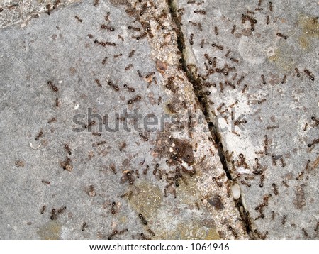 closeup of ants on a sidewalk crack