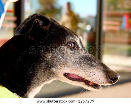 An alert greyhound watching with his ears up.  Shallow DOF, focus is on the dog\'s face, with a very out of focus background.